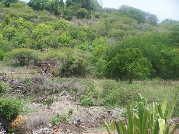 Piccadilly – 1 Acre