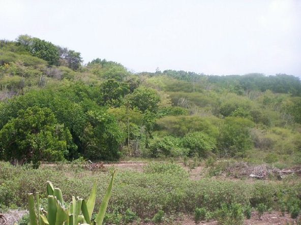 Piccadilly – 1 Acre1