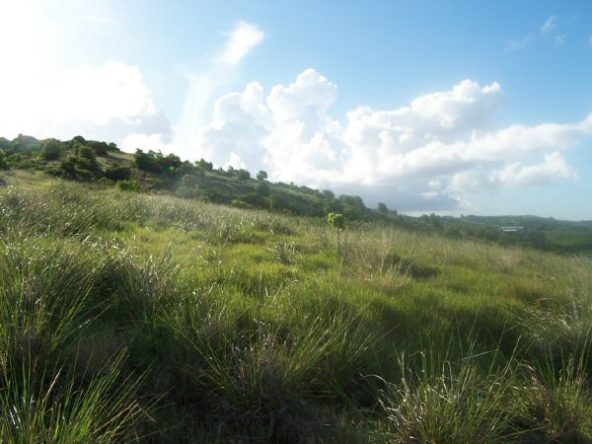 redhill_5